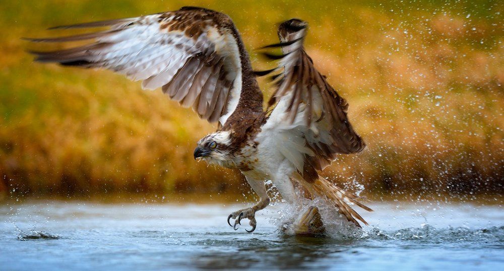 За ушко, да на солнышко...