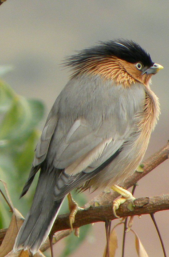 King bird