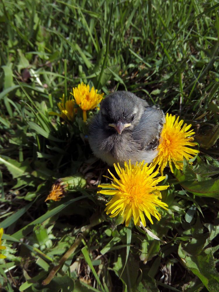 Птенчик счастья