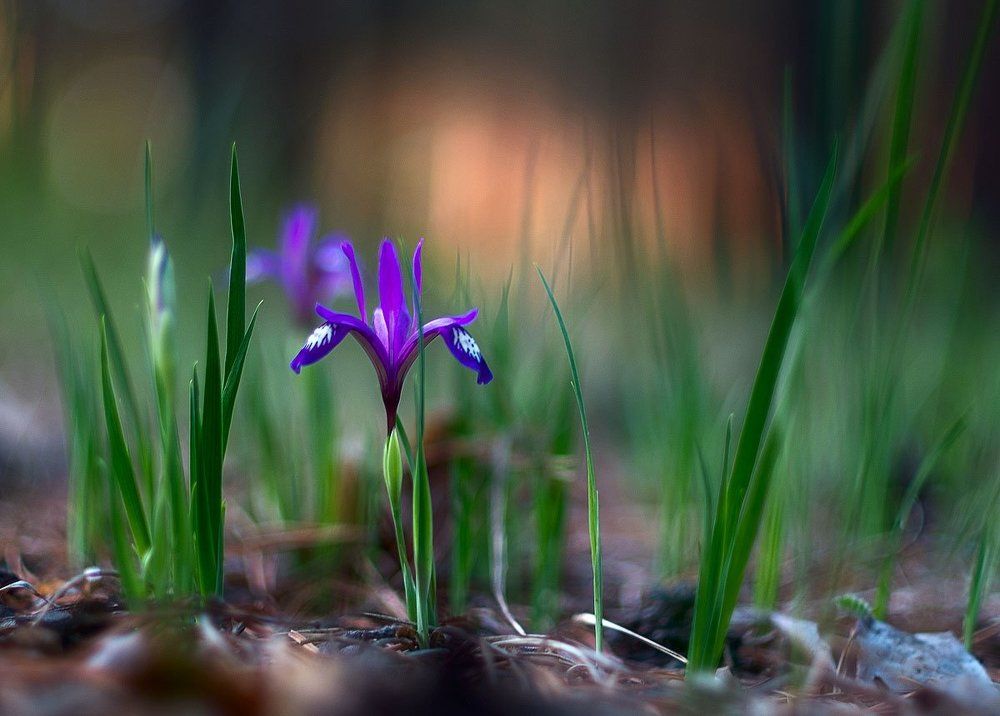 Этюд с ирисом