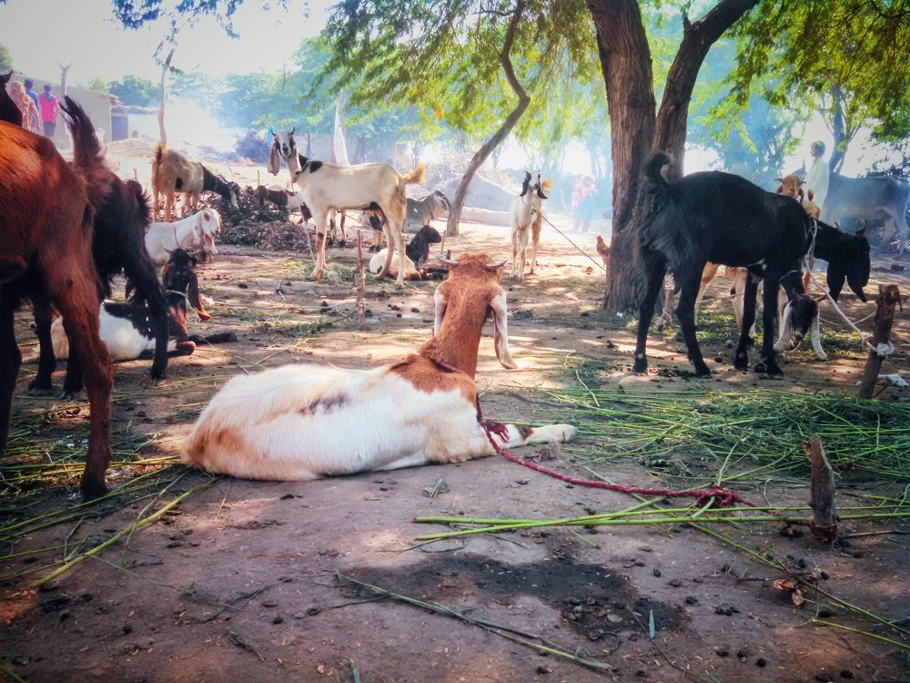 Cattles with Different Shades