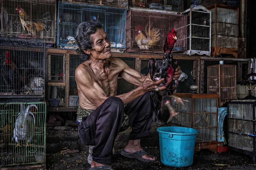 A man with his fighting cockerel @ Indramayu, Indonesia