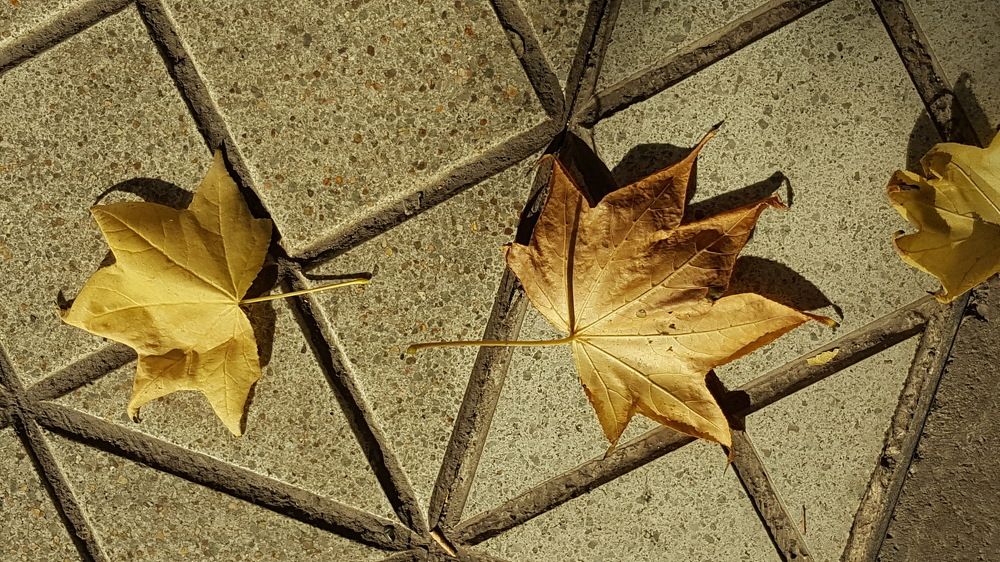 Tree leaves on the ground