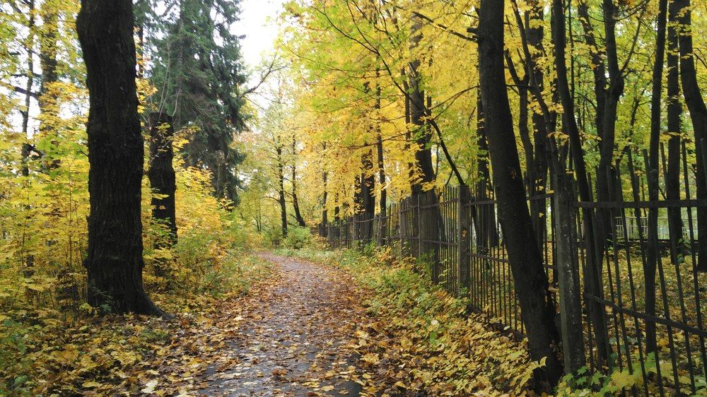 Осень в парке