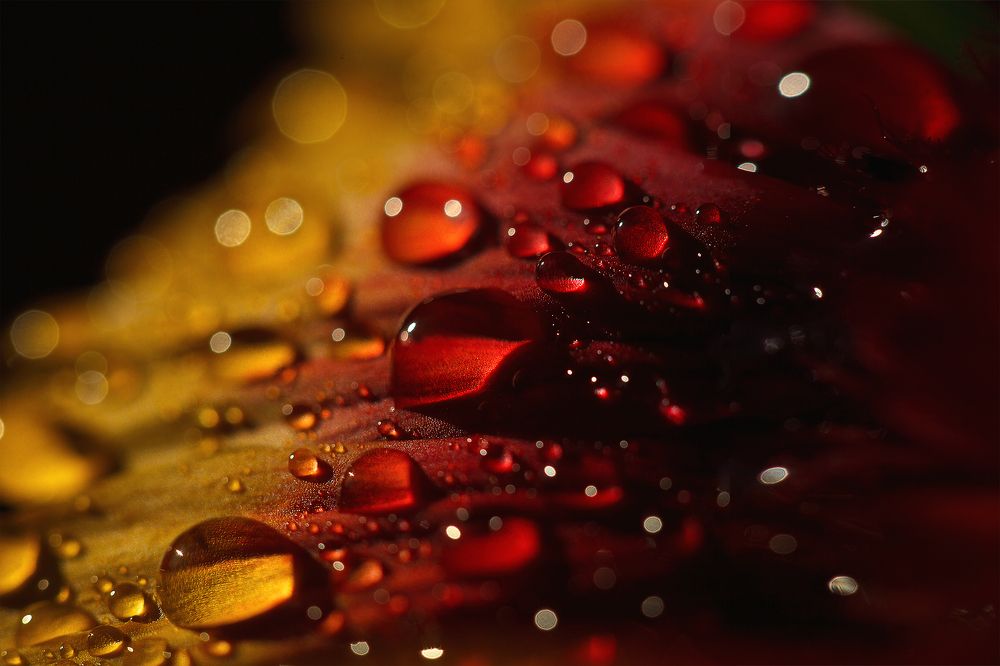 Слезинки росы.