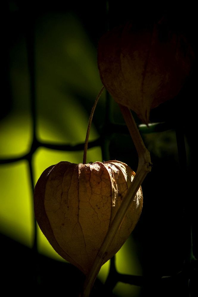 И печаль, и радость ...