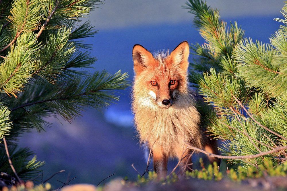 Рыжая красавица