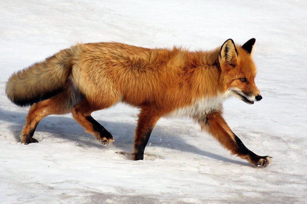 На охотничьей тропе.