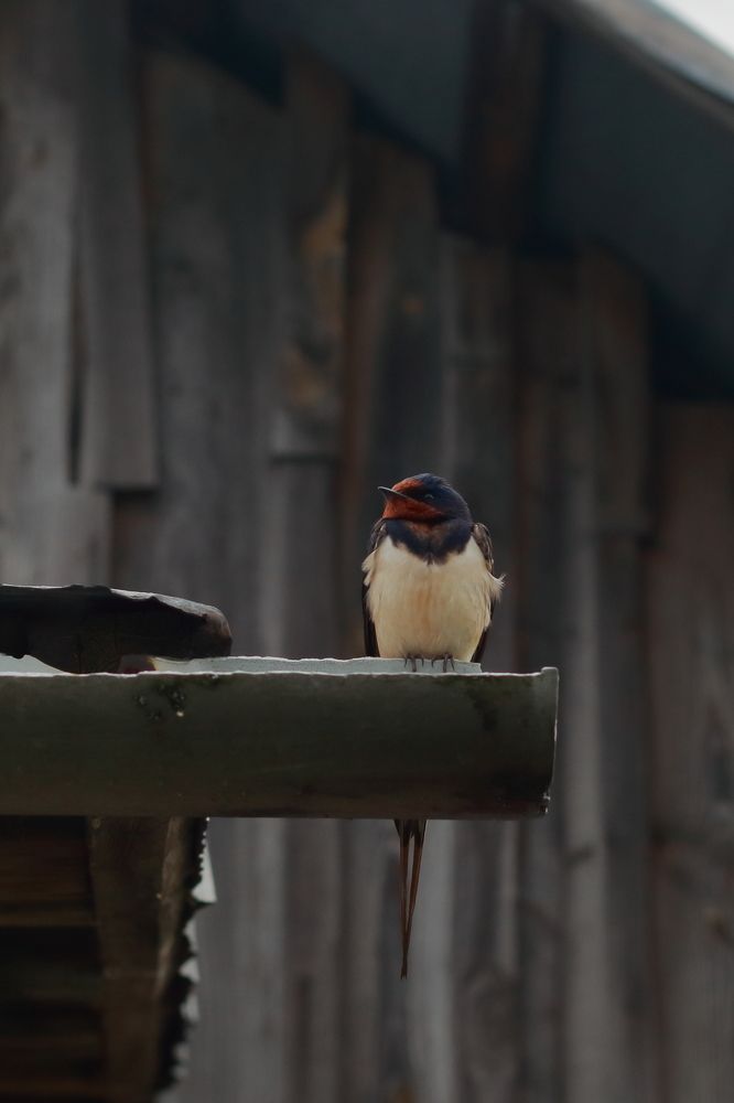 Это вам серость, а мне - Родина...