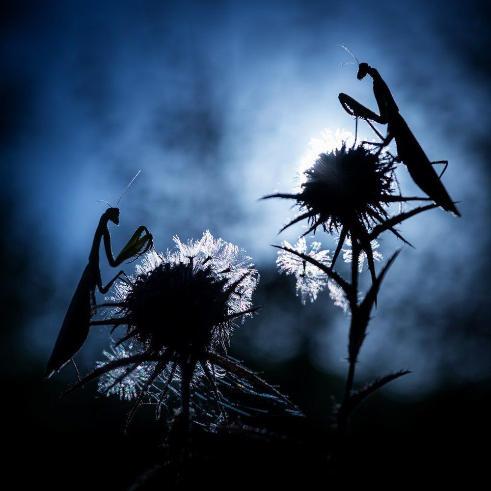 Ночь на двоих