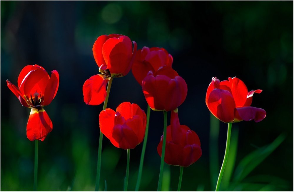 Если присмотреться, они как люди