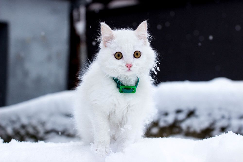 Увидев первый снег...