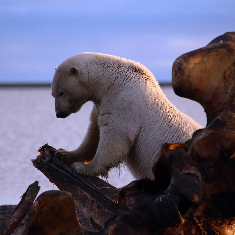 Белый медведь