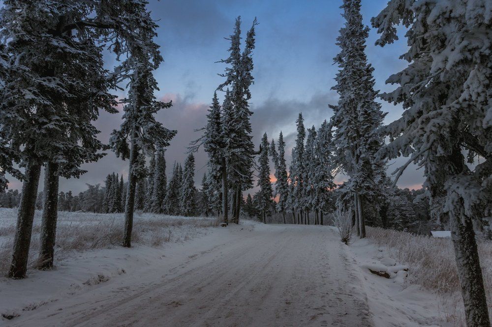 пихтовая аллея