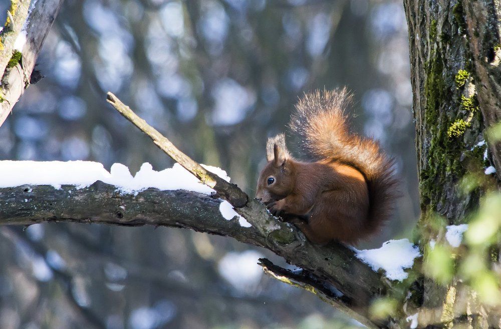 Завтрак на морозе.