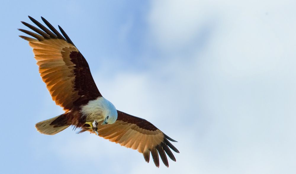 bon appétit with flight