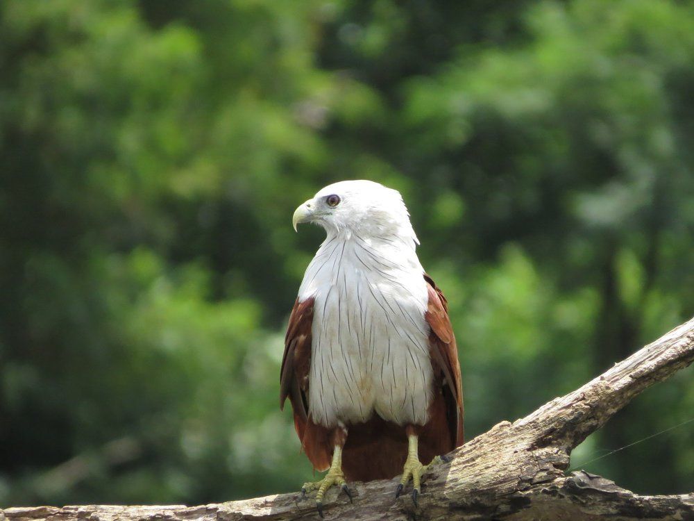 Brahaminy kite by hemaant