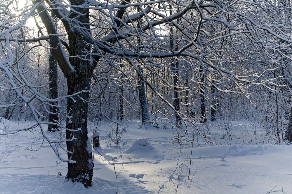 декабрьский день в России.
