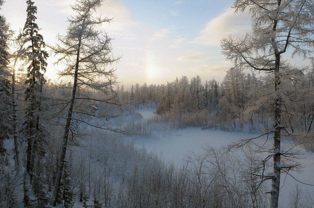 Зимняя лесотундра