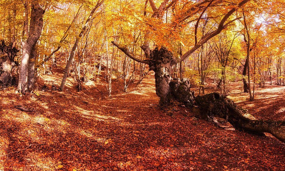 Золото осени.