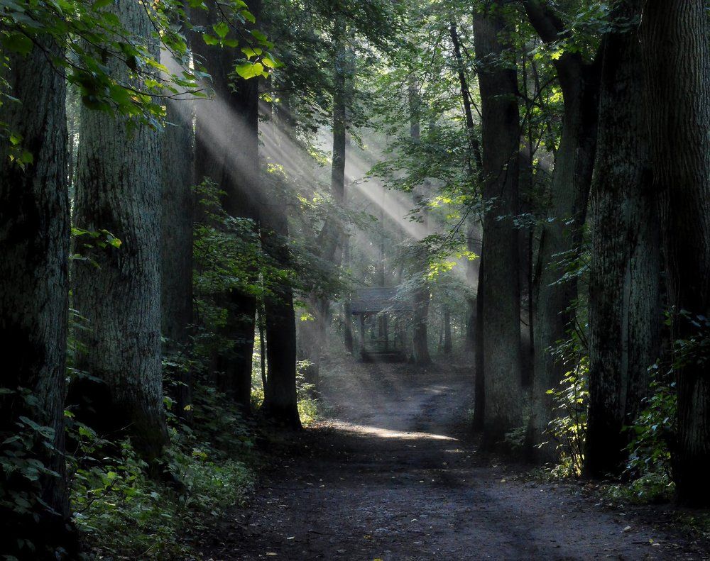 В аллее утренней....