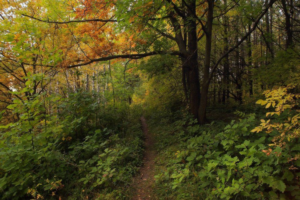 Тропинка в осень