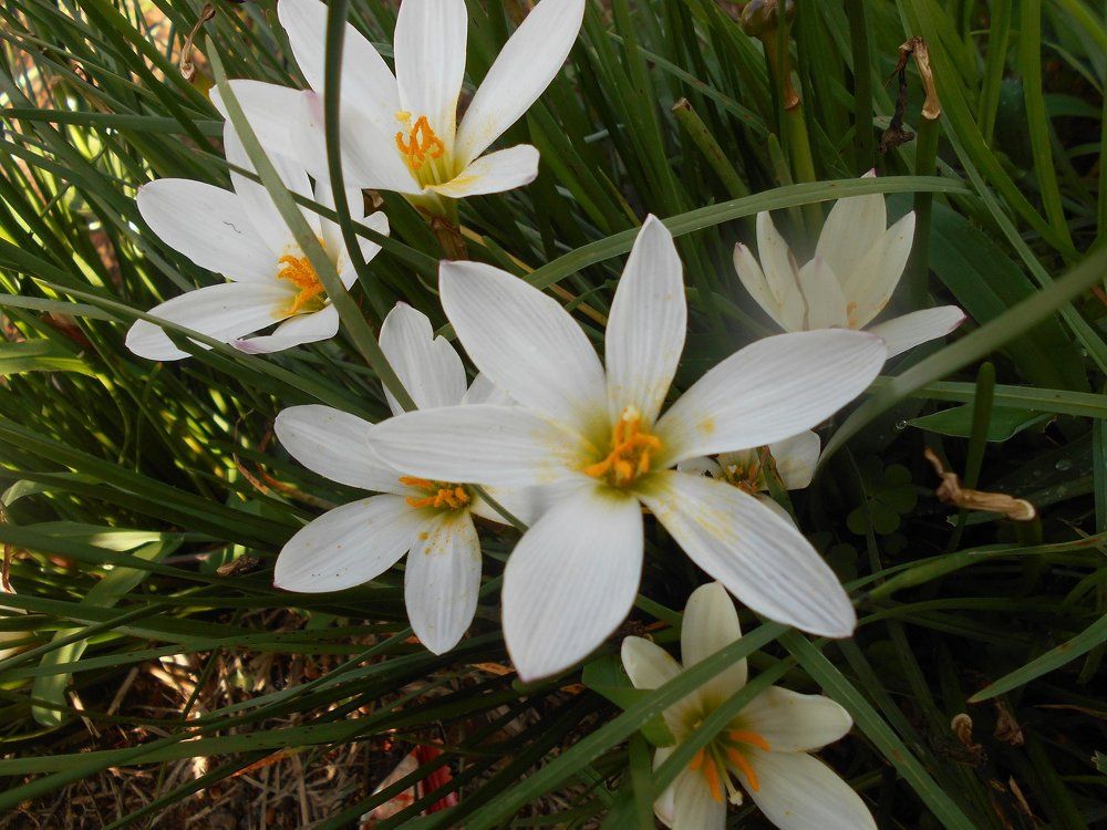 Morning Lillies