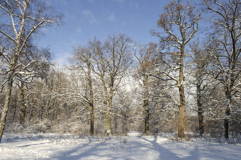 Дубовая роща зимой