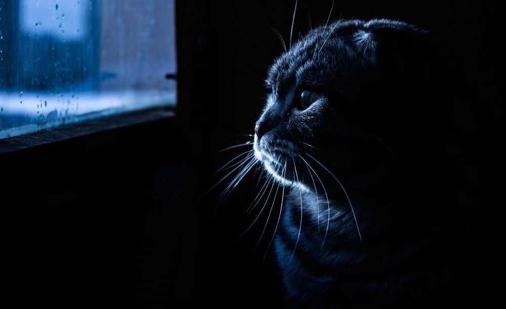 Свобода взаперти