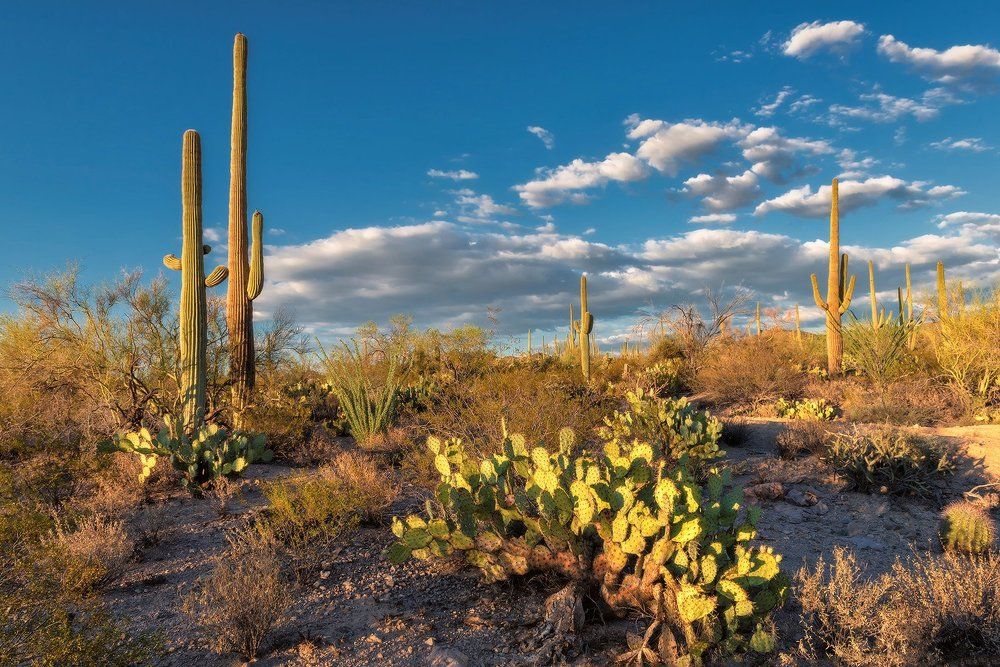 Sonoran Desert