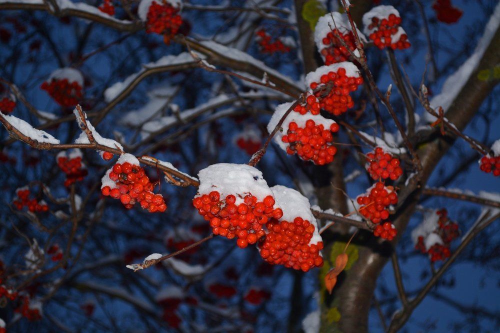 рябина в снегу