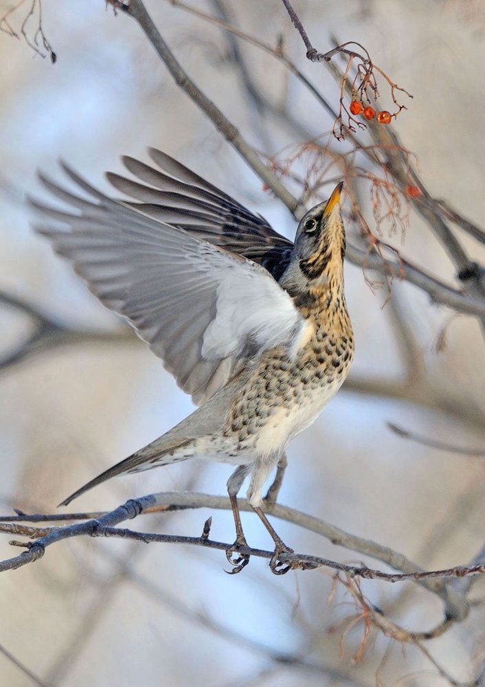 Вижу ягодку
