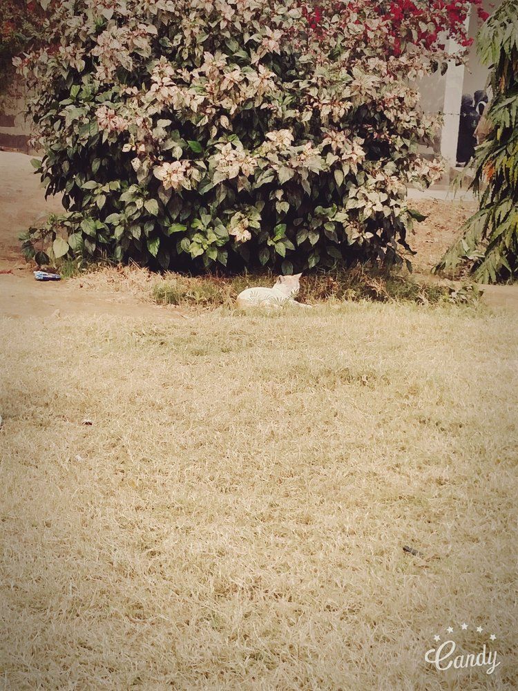 cat
