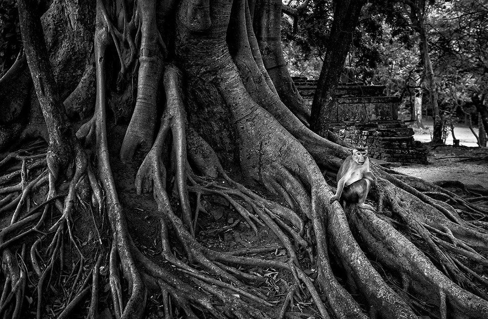 Your roots are always with you...