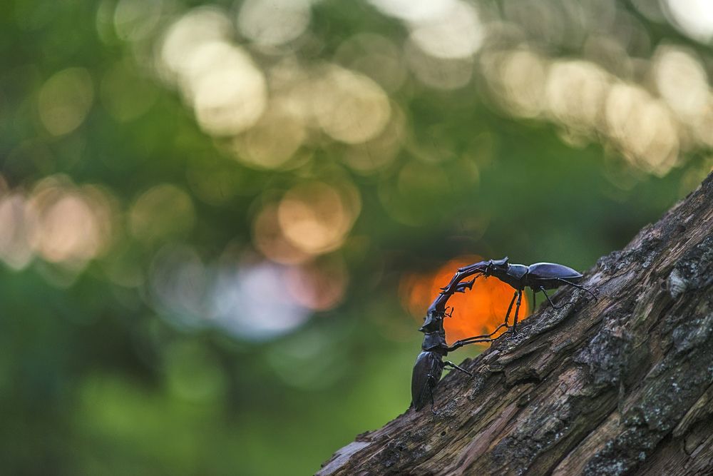 Поймали солнце