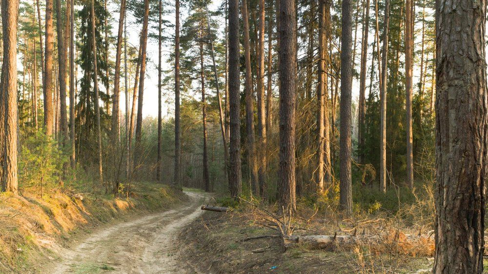 Золотой бор