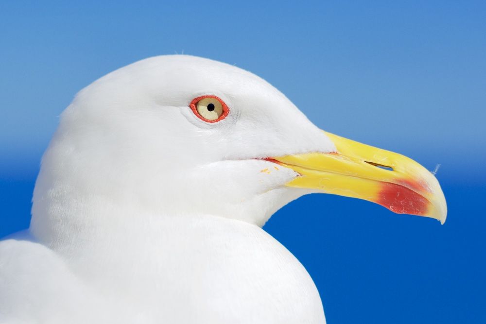 Смотри мне в глаза...