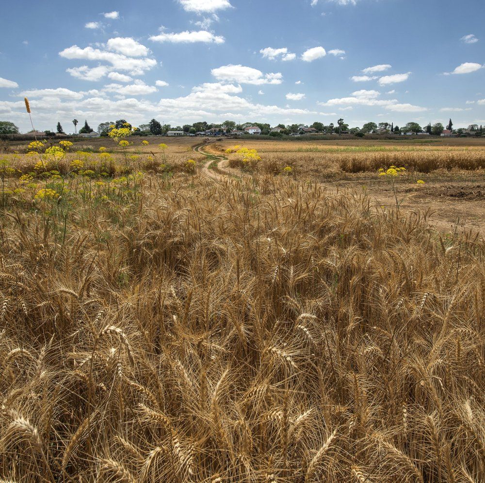 -по кружеву хлебного поля-