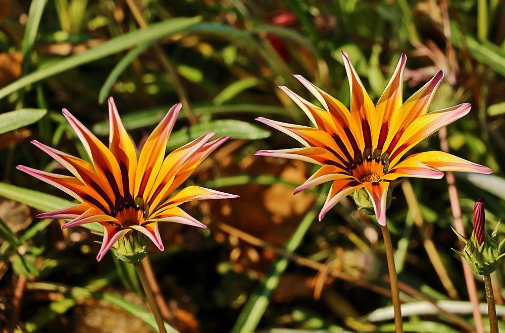 Осенние гацании