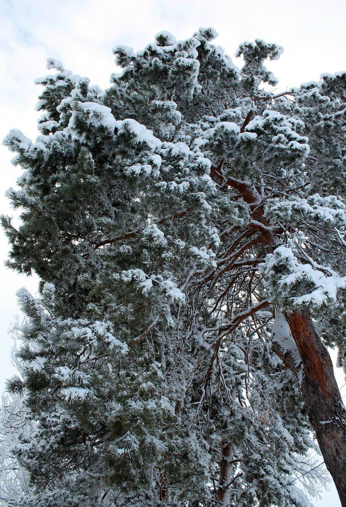 Зимняя красавица