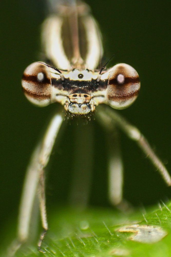 Eye of a Damselfly