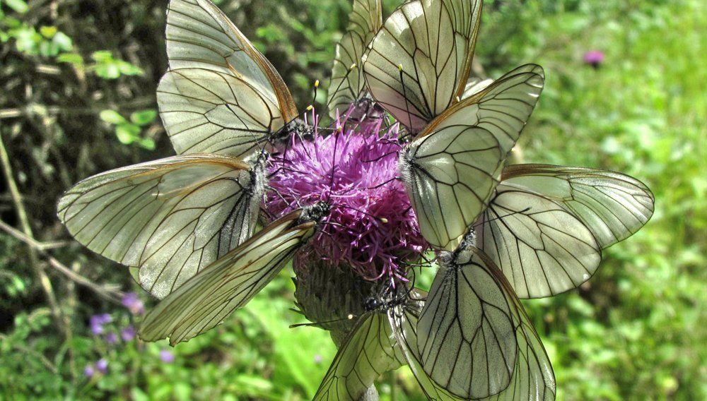 Сила притяжения