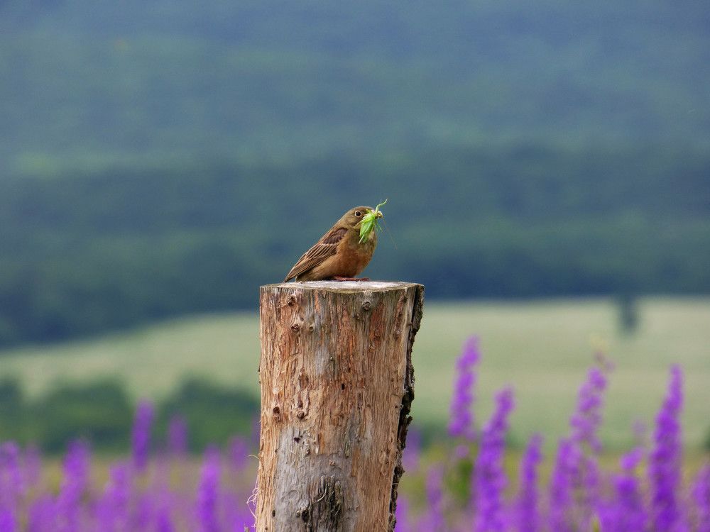 Пищевая цепь