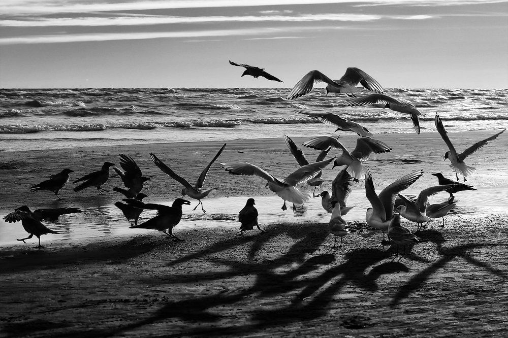 Белые начинают...