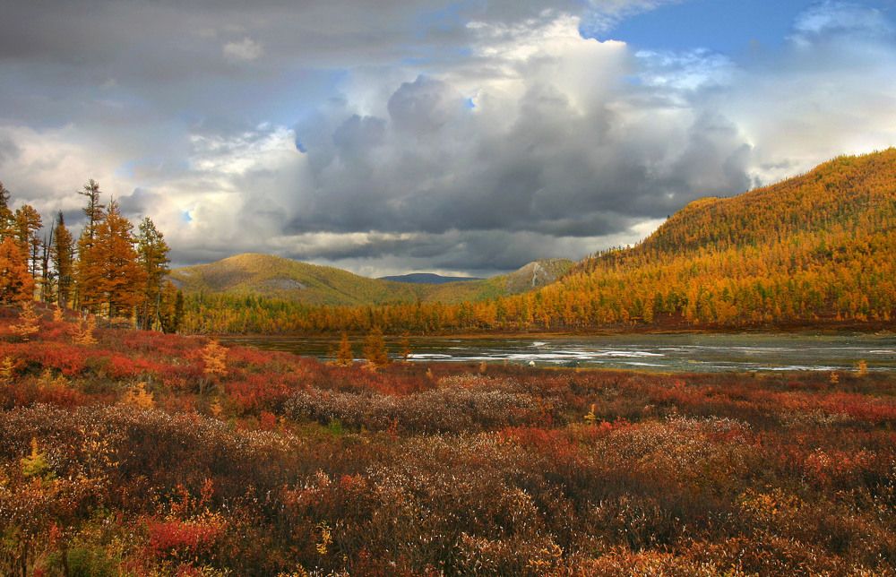 Бархат кустарников северного Прибайкалья.