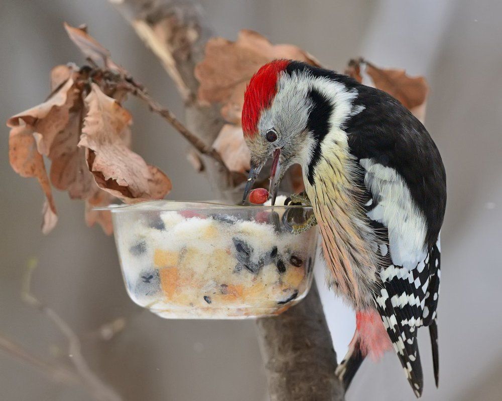 Орехи любят все