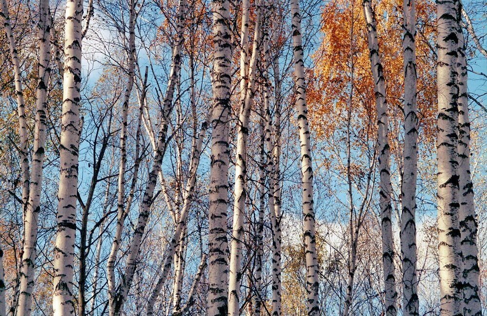 страна березового ситца
