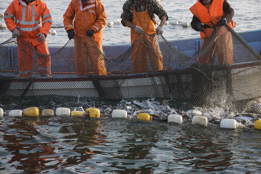 Нерест горбуши на Сахалине