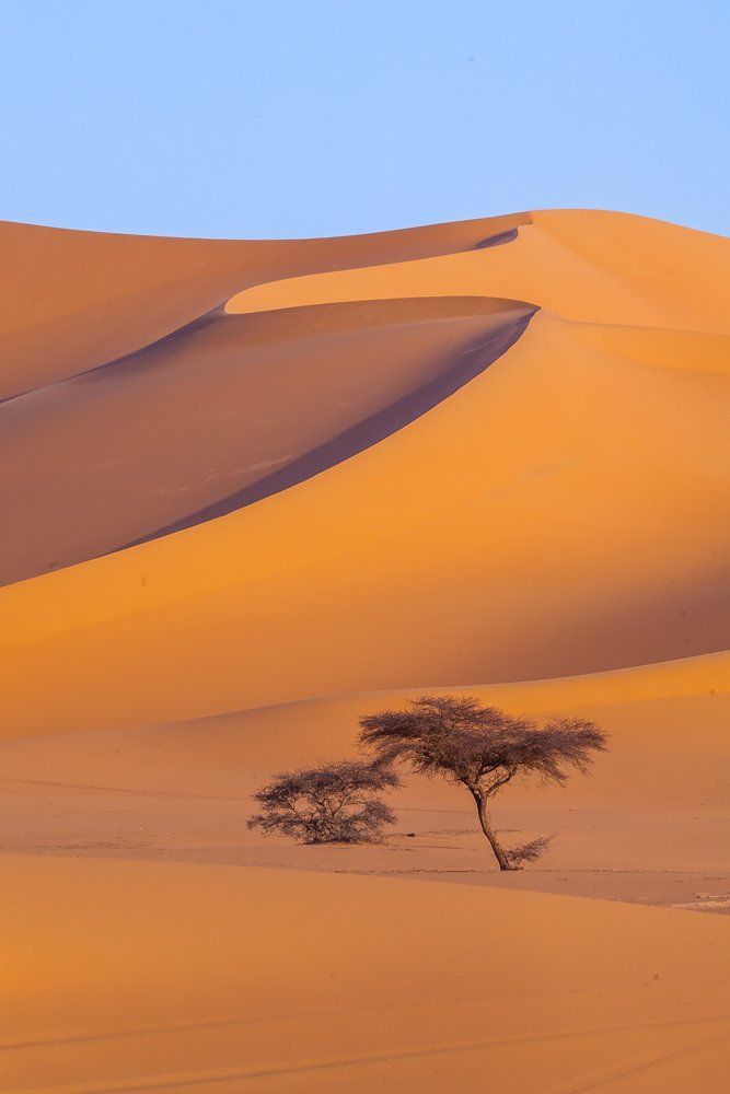 История одинокой акации