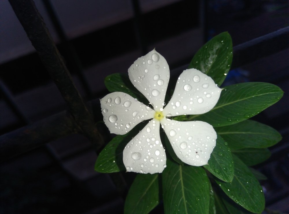 Water drop on while flower